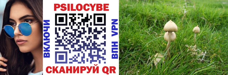 Купить где  Каргат  Псилоцибиновые грибы Psilocybine cubensis 